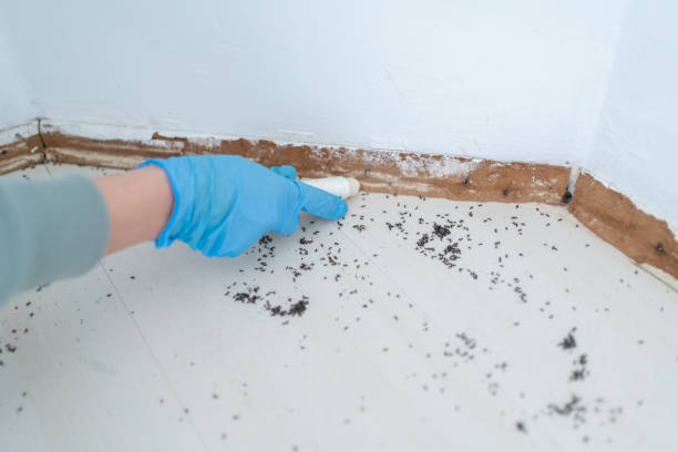 Best Local Pest Control Services  in Cricket, NC