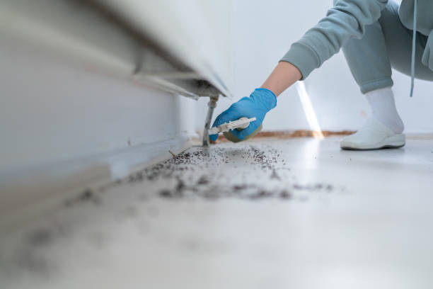 Best Termite Control Services  in Cricket, NC